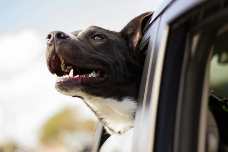 Traveling with Pets: Essential Tips for a Safe and Fun Road Trip